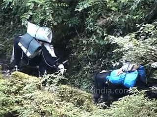 Then we climbed uphill, now we go downhill. Ups and downs of Kanchenjunga.