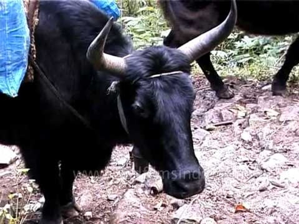 Phew!! Crossed shaky bridge. Don't know what's in store up the slopes?