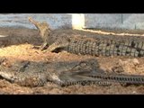 Gharials snuggling up comfortably at Crocodile Centre at Deori, Morena