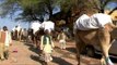 Camel Safari in National Chambal Gharial Wildlife Sanctuary