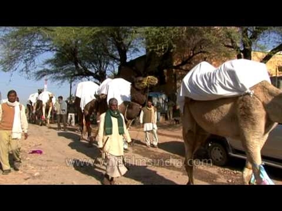 Camel Safari in National Chambal Gharial Wildlife Sanctuary