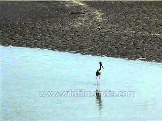 Black-necked Stork looking for its next meal