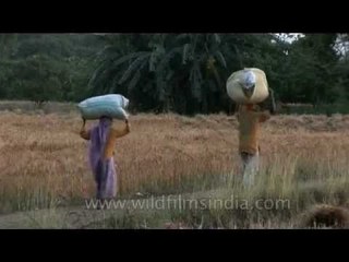 Elderly farmer couple head home carrying their produce
