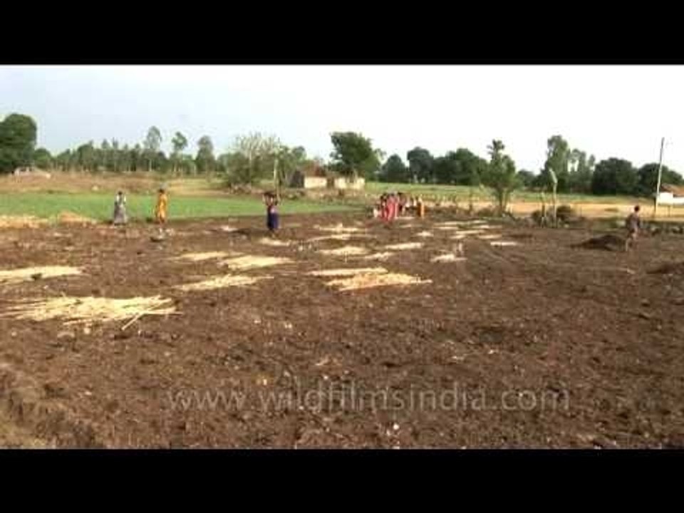 Preparing the field for paddy plantation
