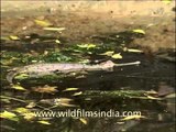 Gharials - thriving in the Chambal Sanctuary