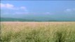Chaur grasslands of Corbett National Park