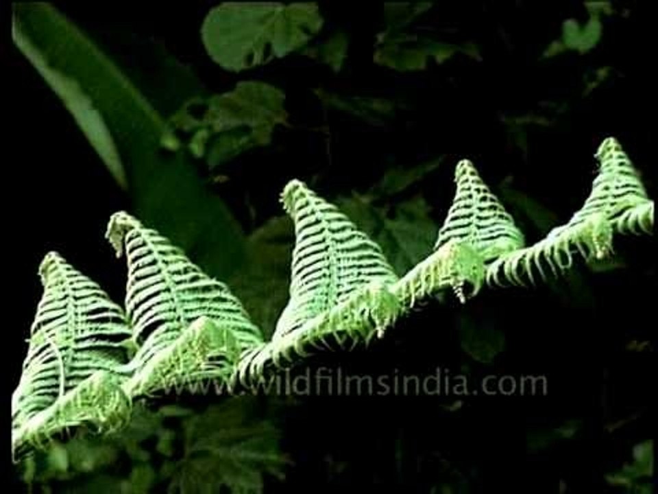 Ferns in a north-east Indian rain forest