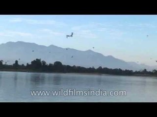 Flock of waterfowl flying over Brahmaputra river, Arunachal