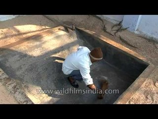 Risky job - Cleaning Gharials' den in Crocodile Centre at Deori, Morena