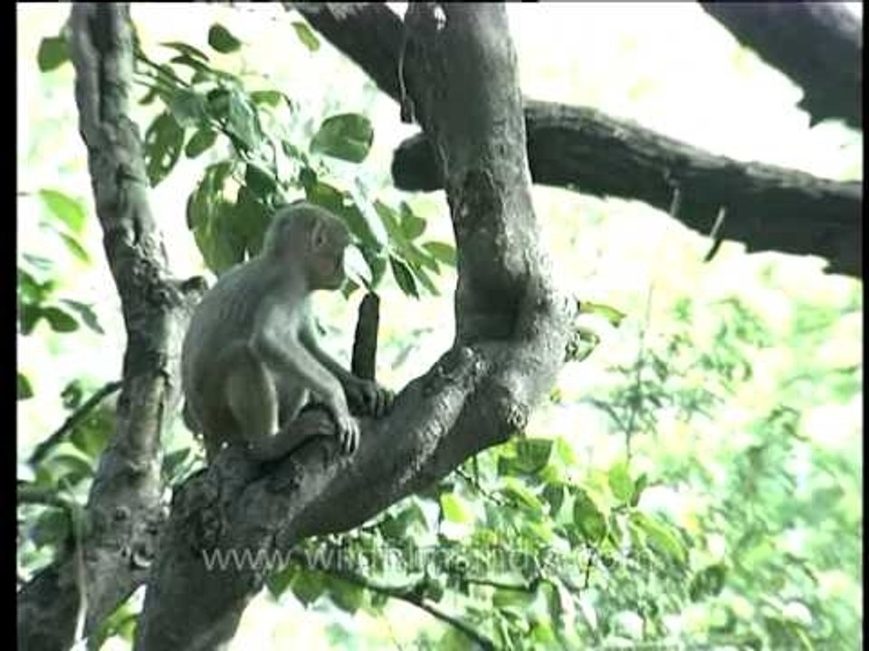 Family of monkeys sleeping on branches of a tree