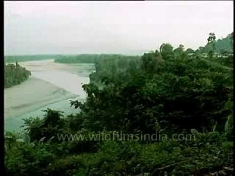 Stretch of forest along the Kameng river in Bhalukpong, Arunachal Pradesh