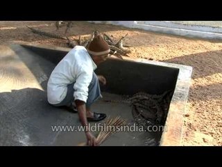 Baby Gharials in Crocodile Centre at Deori, Morena