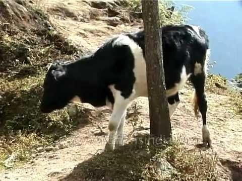 Cow scratches his face roughly to relieve an itch!