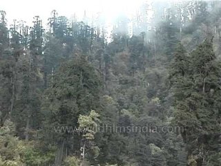 Rhododendron forests in Darjeeling, West Bengal - India