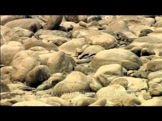 Large Pied Wagtail amongst riverine boulders