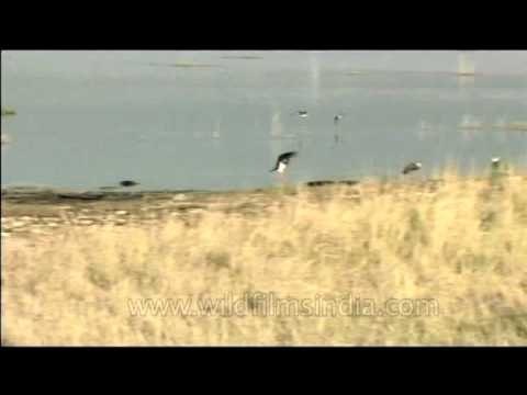 White-necked Storks by a water body