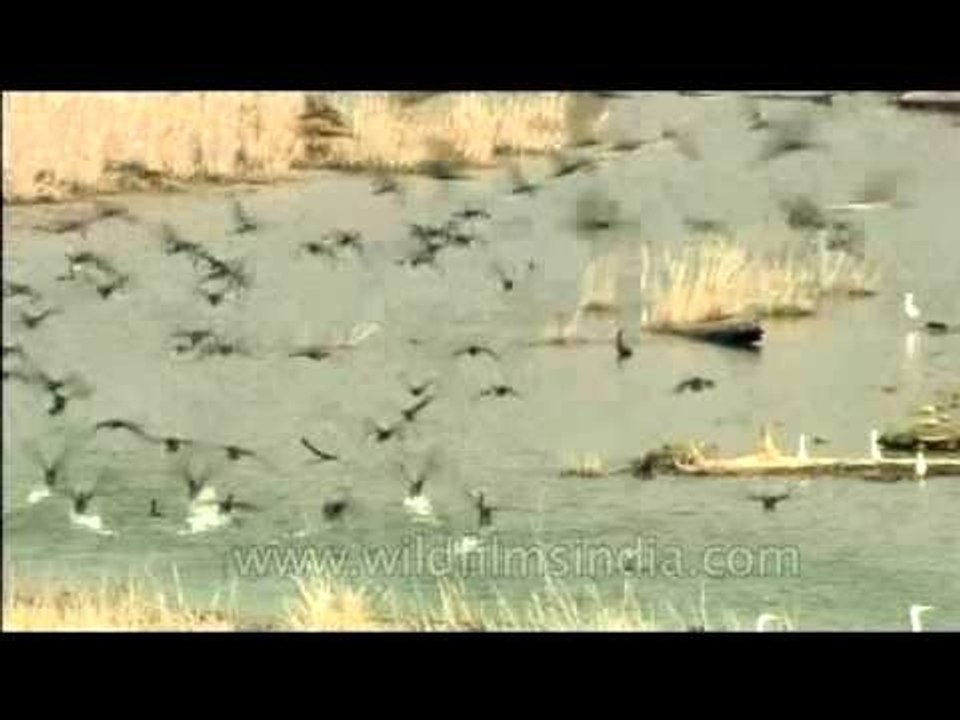 Crowd of Egrets and Cormorants