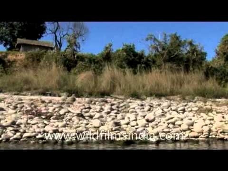 Pebble Stones along the Siyom river banks of Mechuka Valley, Arunachal Pradesh
