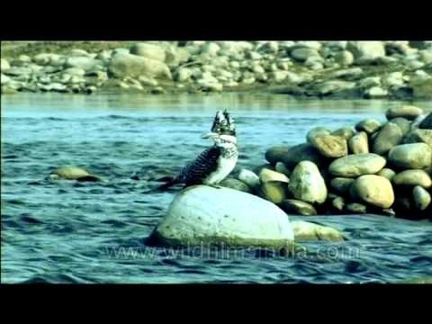 Himalayan Pied Kingfisher - what a bird