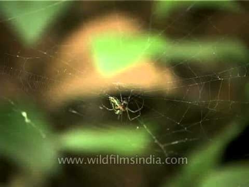 Spider