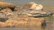 Shy crocodiles of National Chambal Gharial Wildlife Sanctuary, Madhya Pradesh