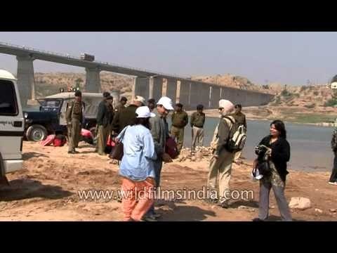 Wildlife enthusiast visiting the National Chambal Gharial Wildlife Sanctuary