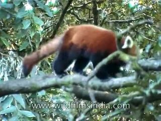 Red Panda in Eastern Himalaya