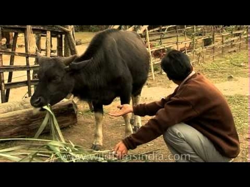 Arunachali man and his family feeding their pet Mithun