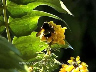 Bee on Mahonia napaulensis growing in the Himalaya