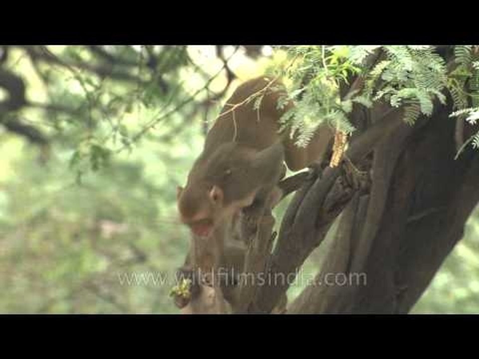 Play time for baby macaque