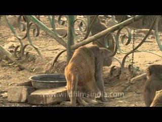 Small group of macaques drinking from a tub full of water