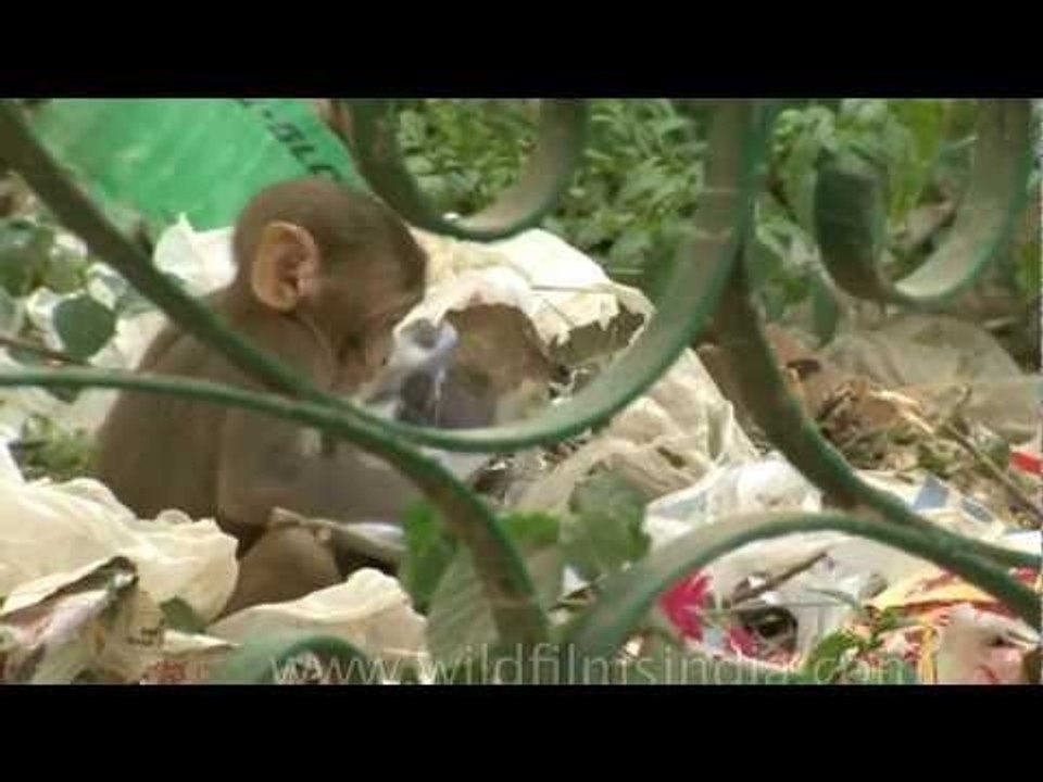 Baby macaque playing with garbage