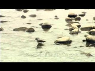 Are these Stints or Sandpipers in an Indian wetland?