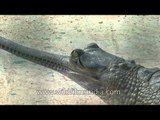Saving the critically endangered gharial - Crocodile Centre at Deori, Morena