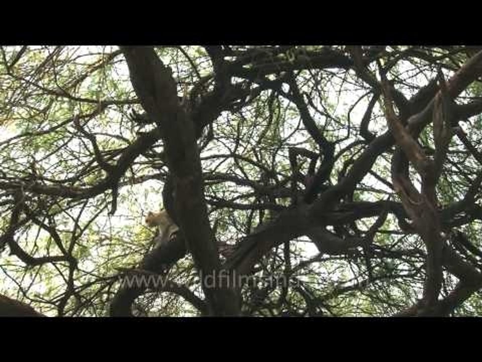 Macaque playing on a tree and climbing down