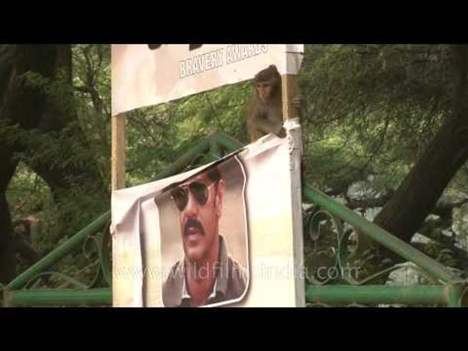Macaque's love for SINGHAM !