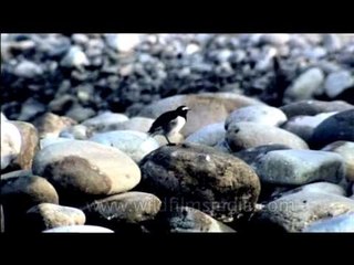 Large Pied Wagtail on riverine stones