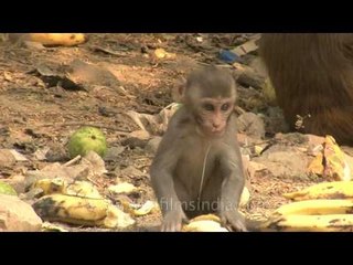 This little Macaque is mad over Bananas !