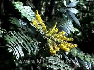 Mahonia napaulensis flowers in the Himalaya