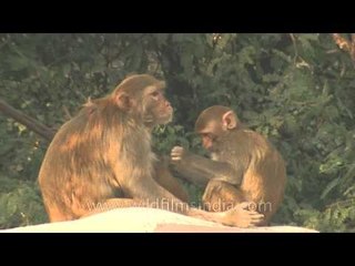 Baby macaque looking for lice in Mothers' body