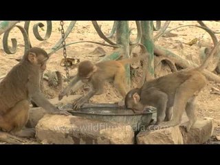 Elder Macaque scolding the younger one for wasting water