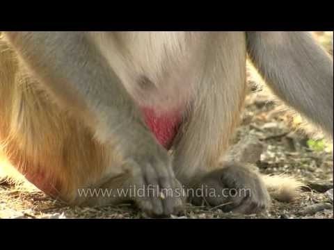 Monkeys turn red for procreation?