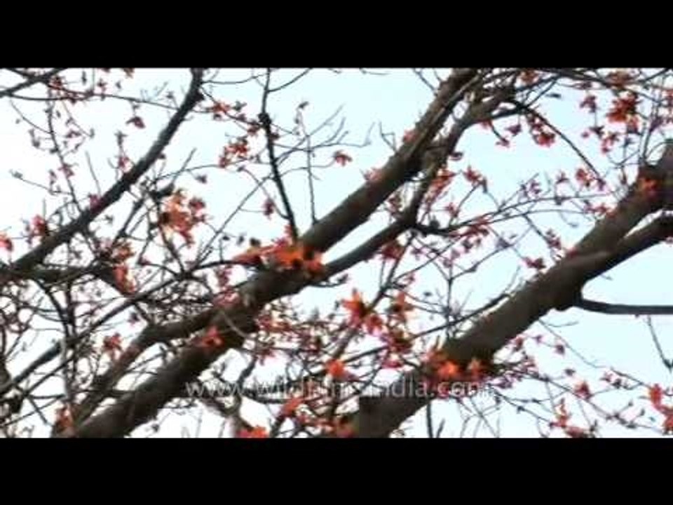 Silk Cotton / Semal tree in full bloom