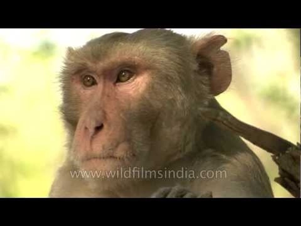 The thinking monkey declares truce!