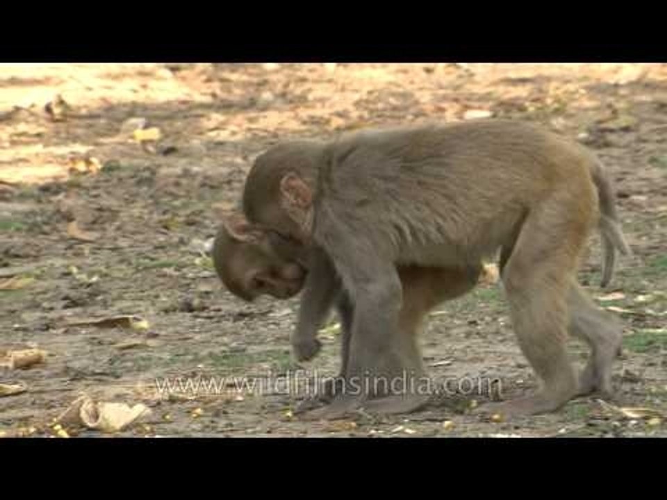 Bratty monkeys everywhere!