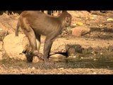 Macaque splashing around in a puddle