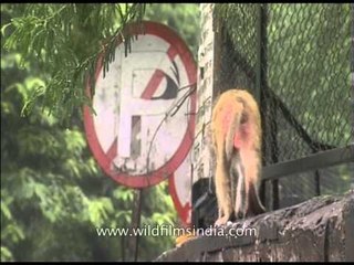 Monkey walks on a narrow lane line