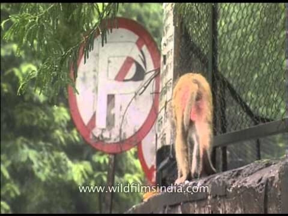Monkey walks on a narrow lane line