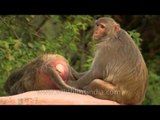 Monkeys with red butts grooming each other