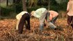 Farmers clearing paddy fields, Karnataka